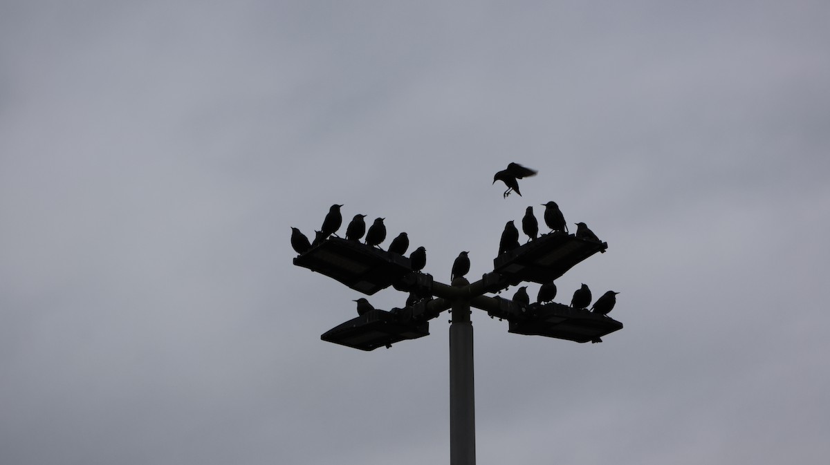 Шпак звичайний - ML645102309