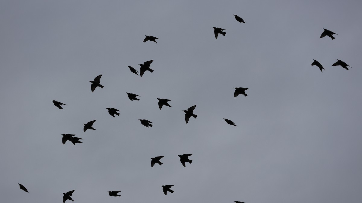 Шпак звичайний - ML645102310