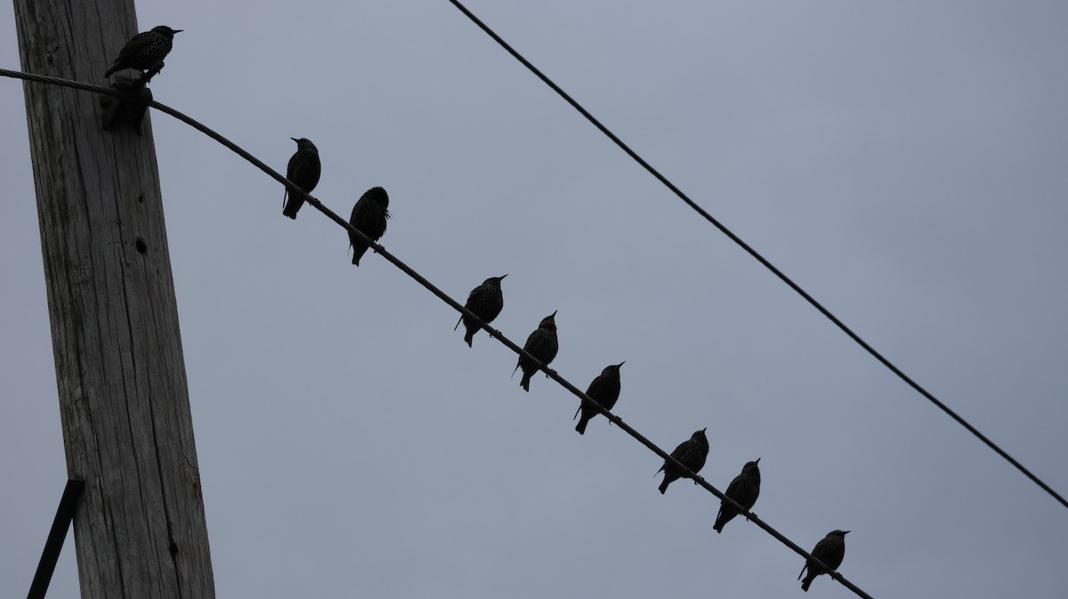 Шпак звичайний - ML645102311