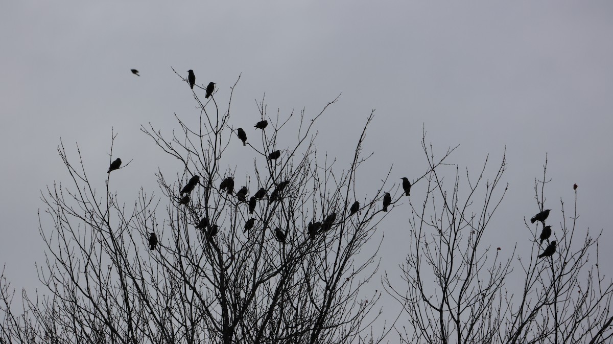 Шпак звичайний - ML645102312