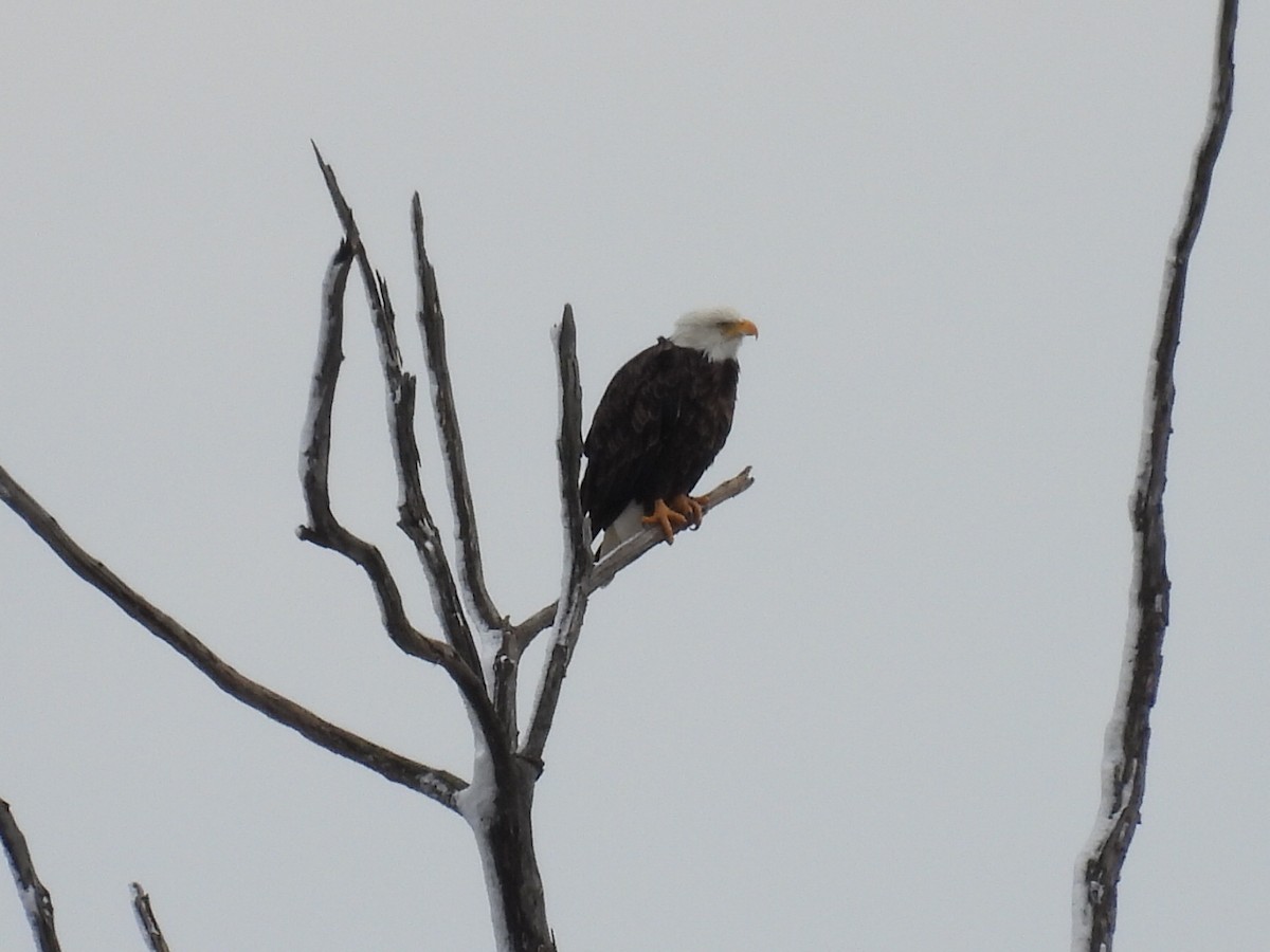 Орлан білоголовий - ML645102322