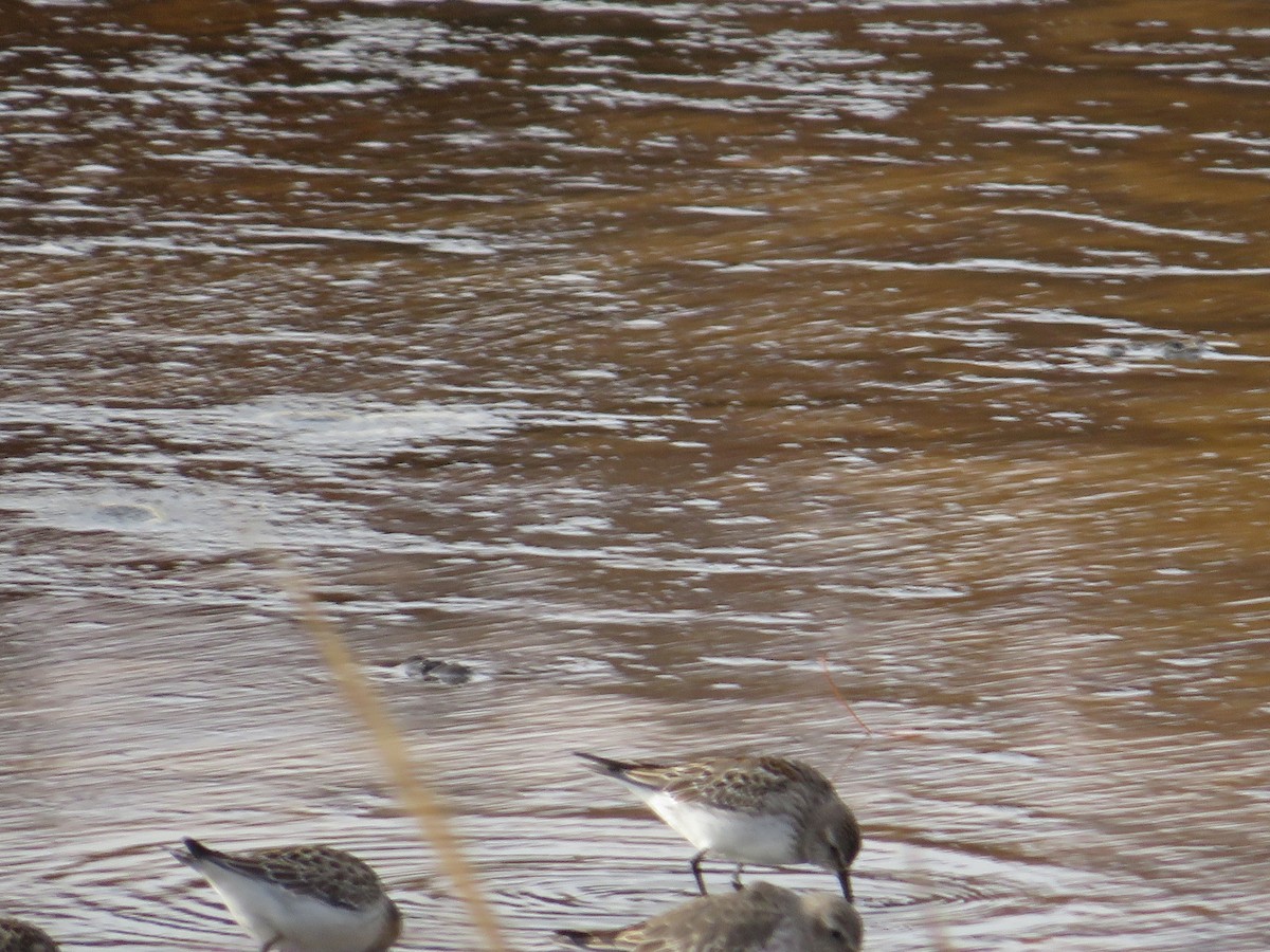 Weißbürzel-Strandläufer - ML645102323