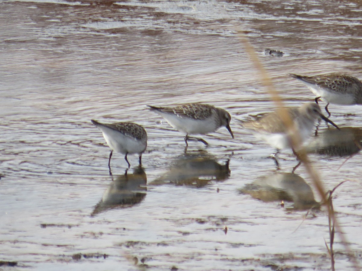Weißbürzel-Strandläufer - ML645102324