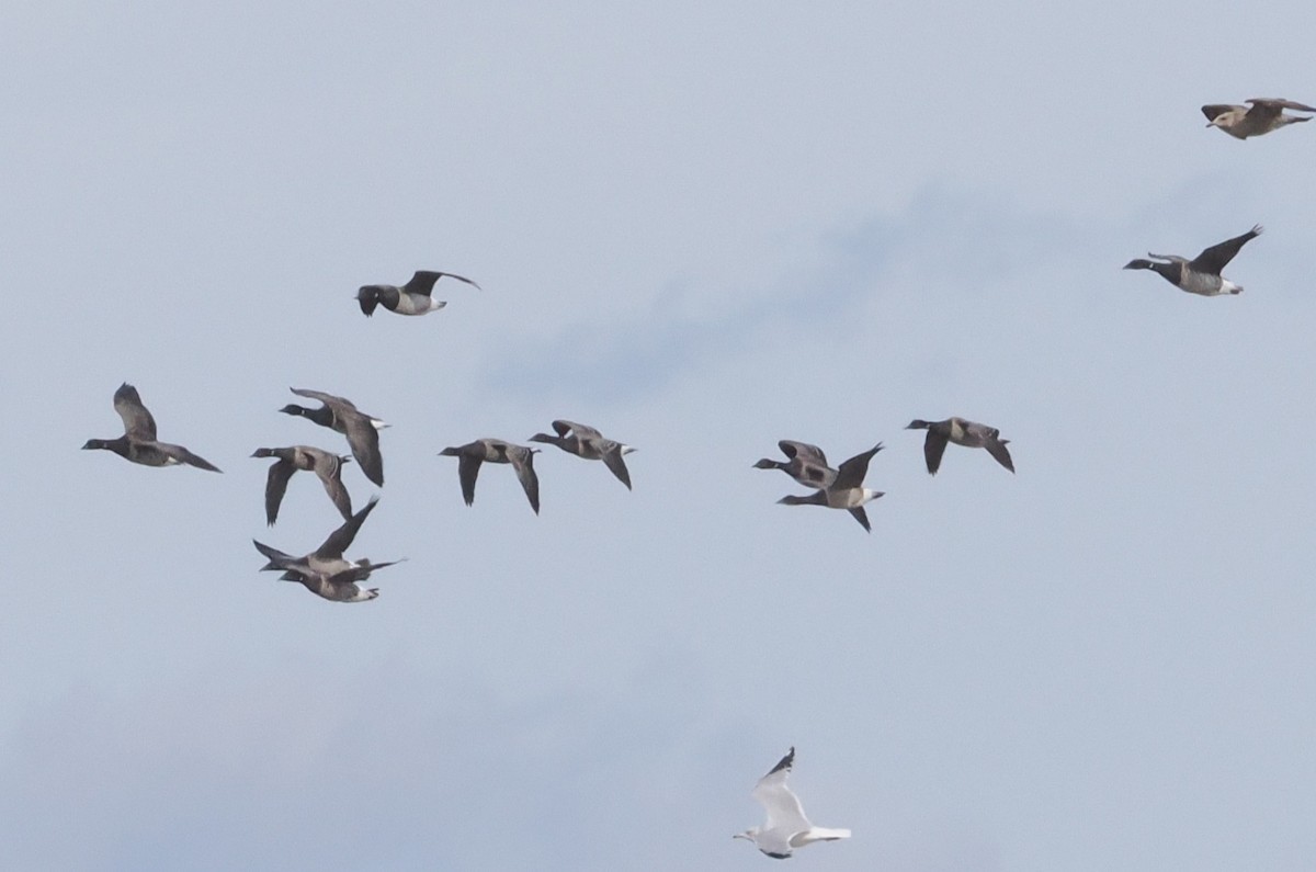 Хар толгойт галуу - ML645102326