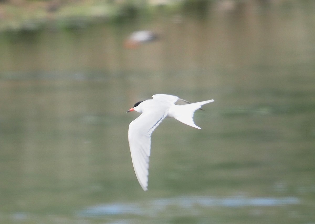 rybák obecný - ML645102327