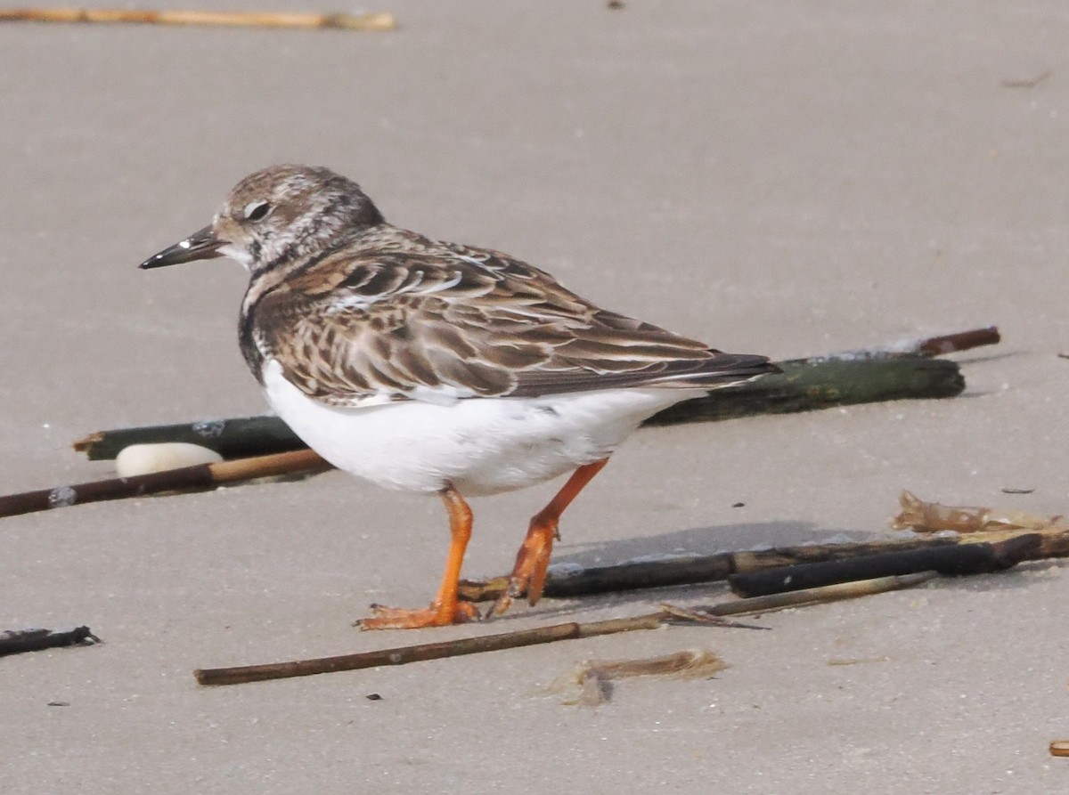 Алаг хайргач - ML645102328