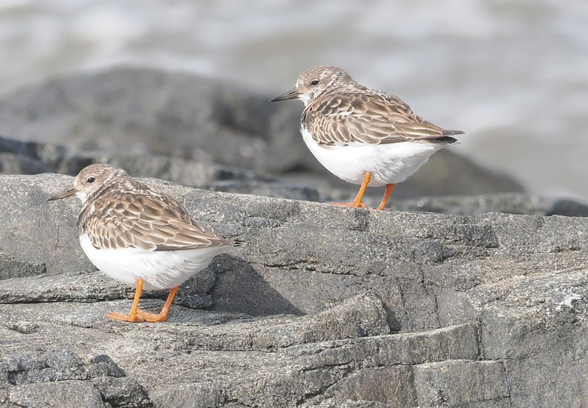 Алаг хайргач - ML645102331