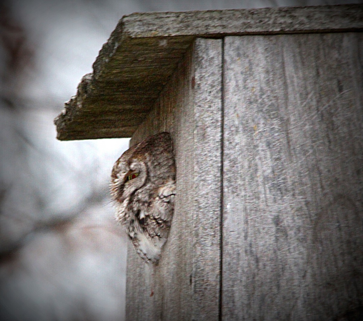 Eastern Screech-Owl - ML645102333