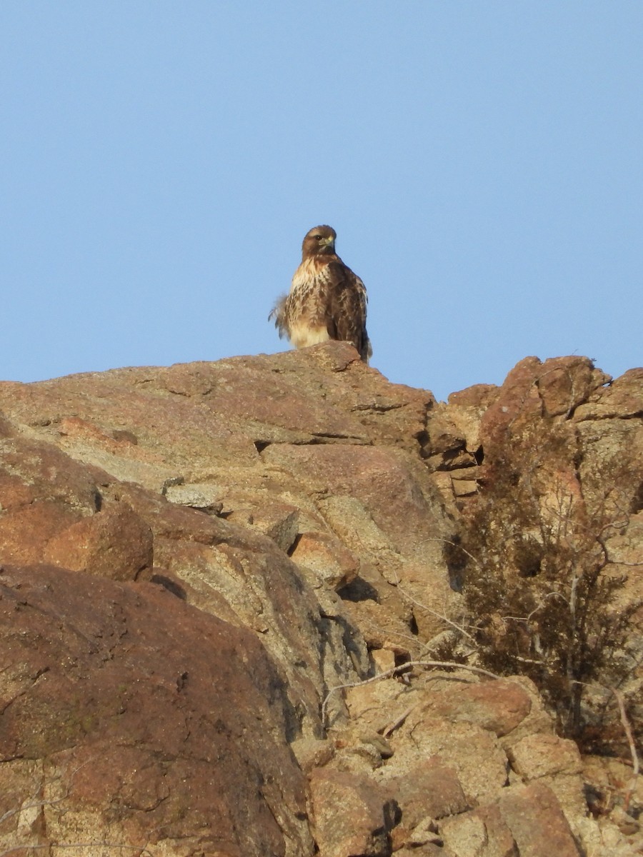 Red-tailed Hawk - ML645102336