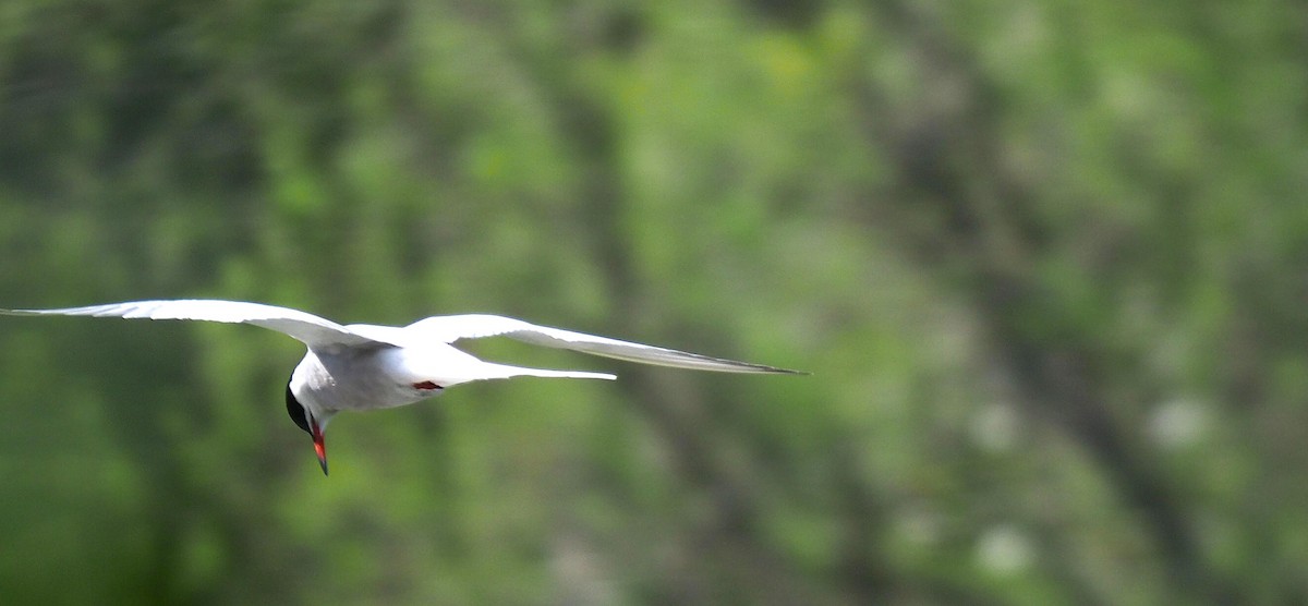 rybák obecný - ML645102337