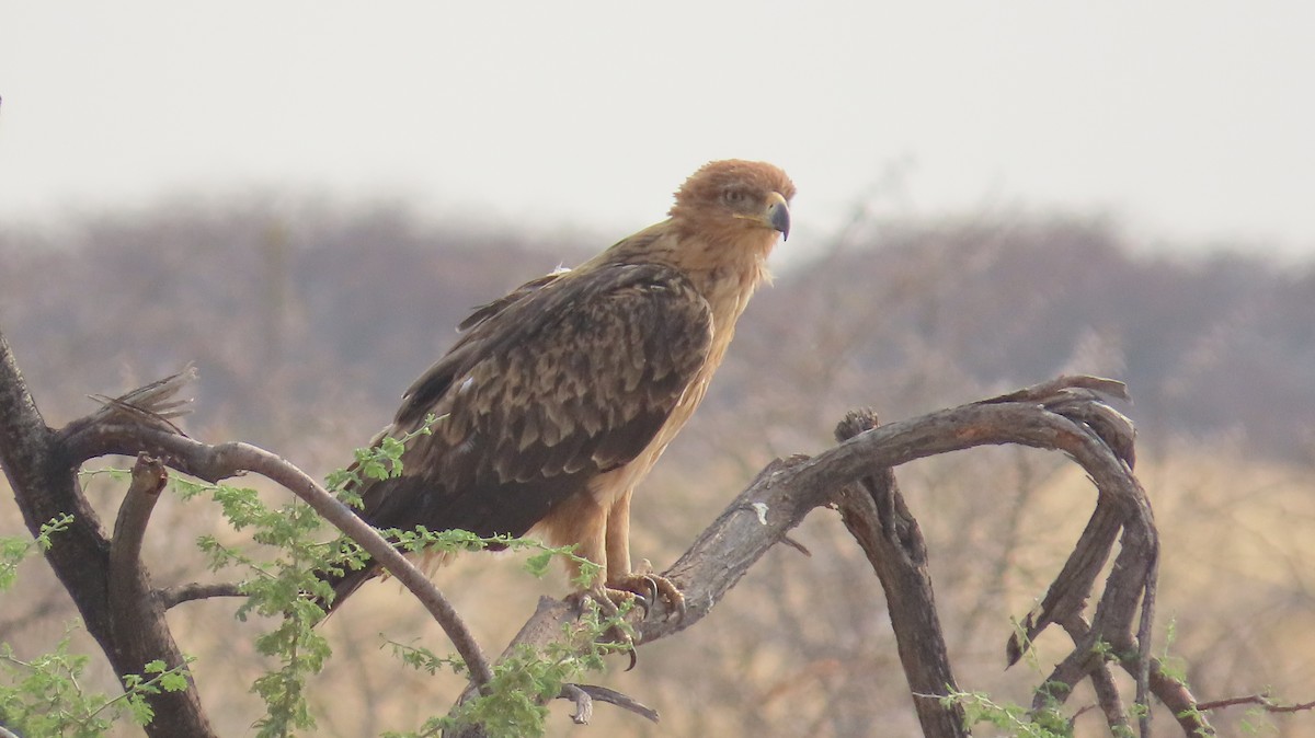 Tawny Eagle - ML645102340