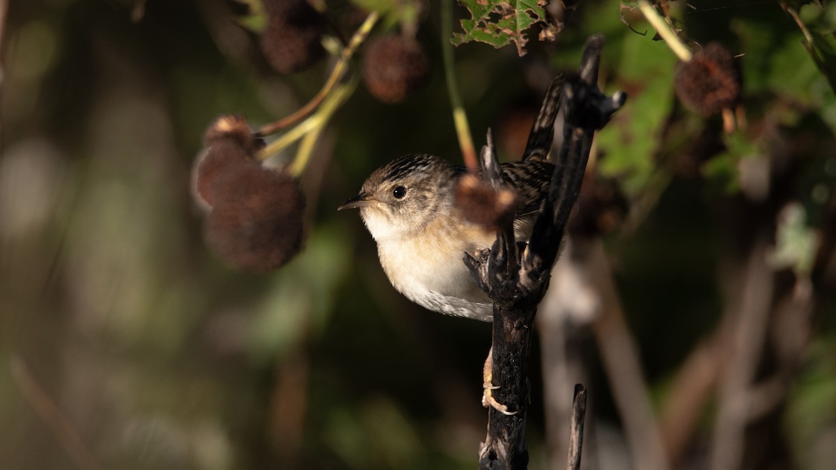 Sedge Wren - ML645102344