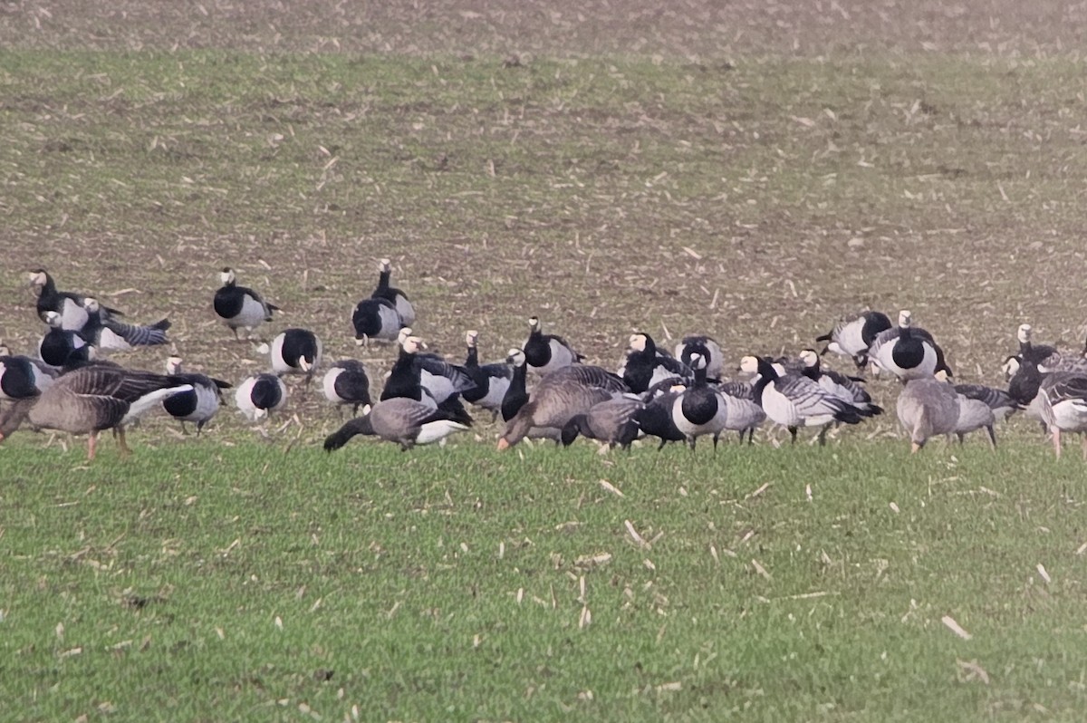 Brant (Dark-bellied) - ML645102345