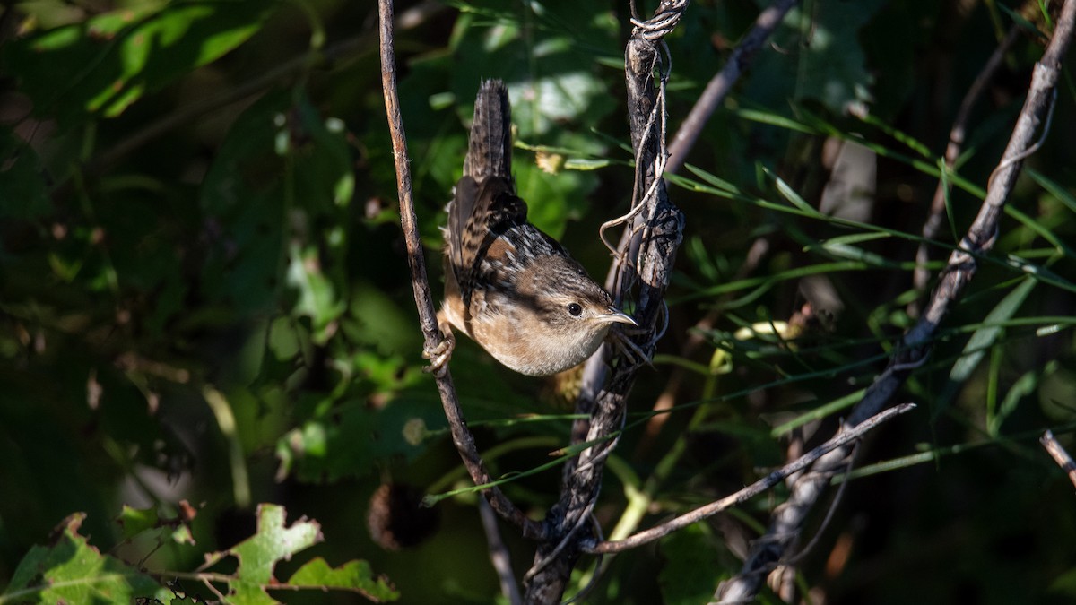 Sedge Wren - ML645102347