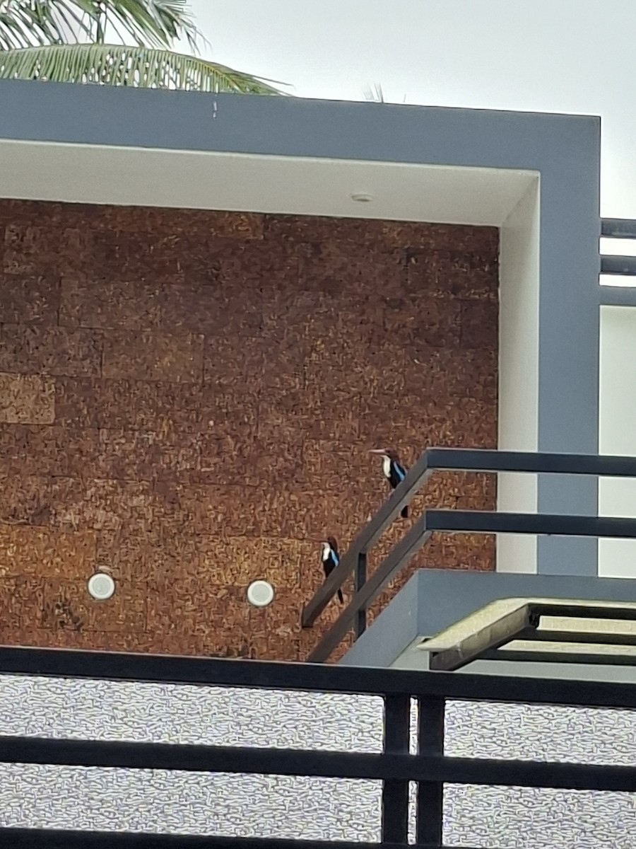 White-throated Kingfisher - ML645102349