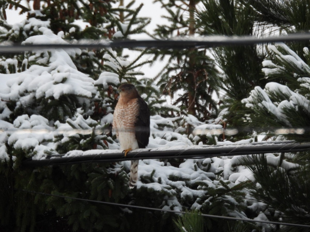 Cooper's Hawk - ML645102356