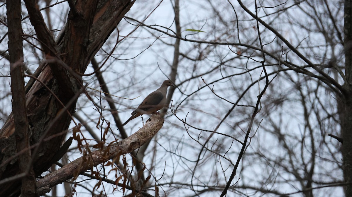 hrdlička karolínská - ML645102358