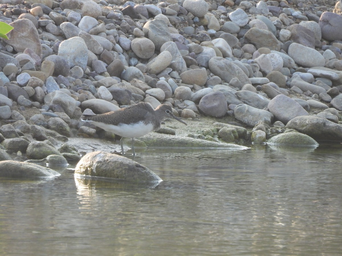ביצנית שחורת-כנף - ML645102361