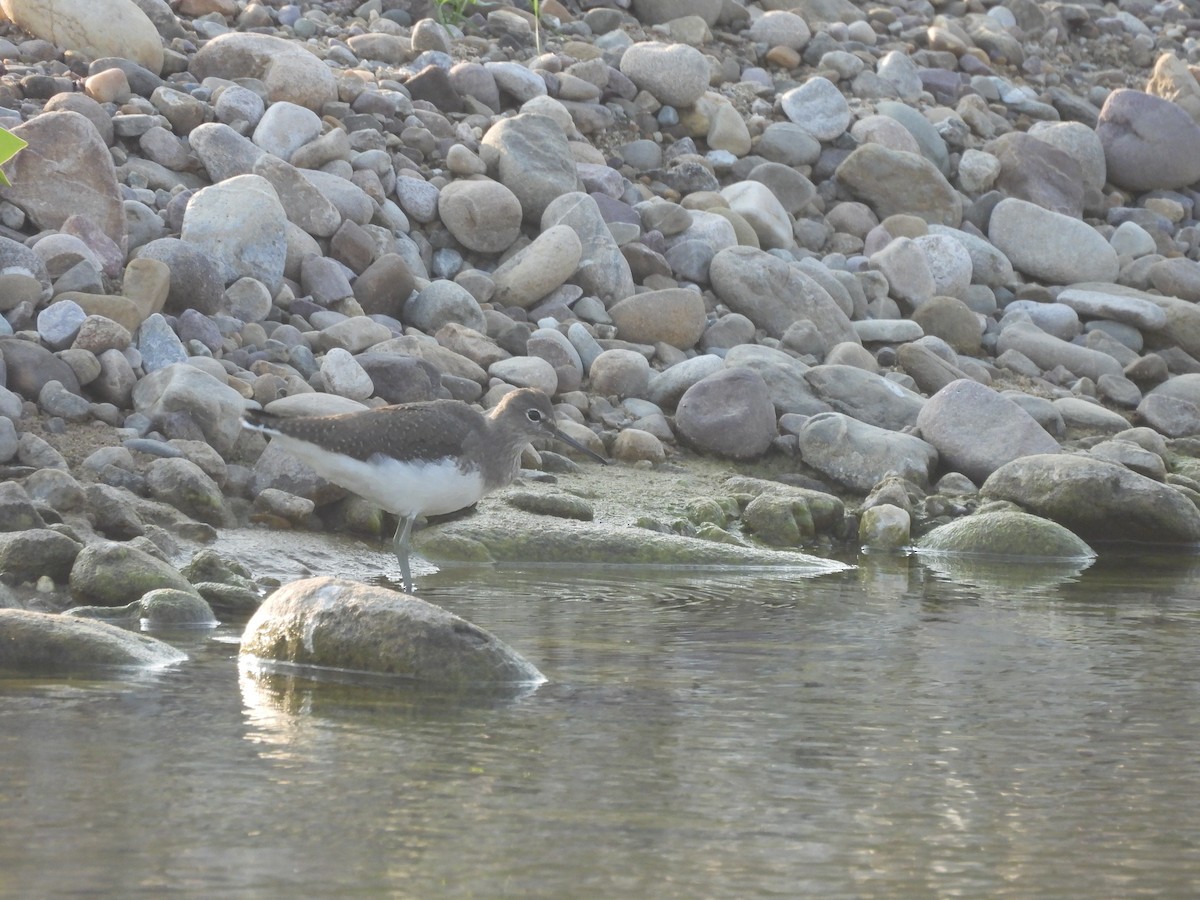 ביצנית שחורת-כנף - ML645102362