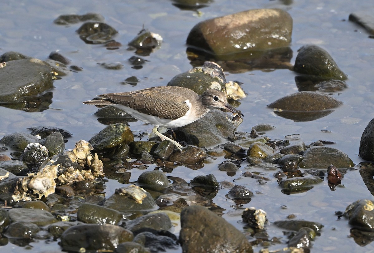 Common Sandpiper - ML645102373