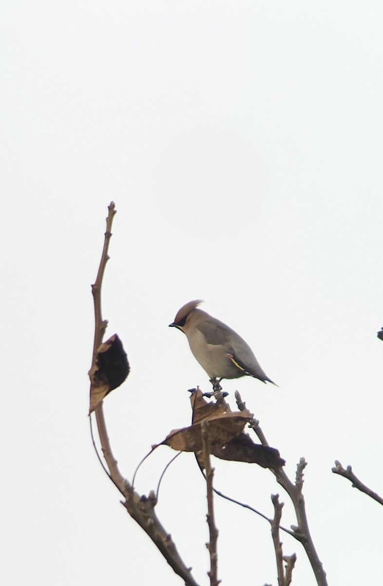 Bohemian Waxwing - ML645102378