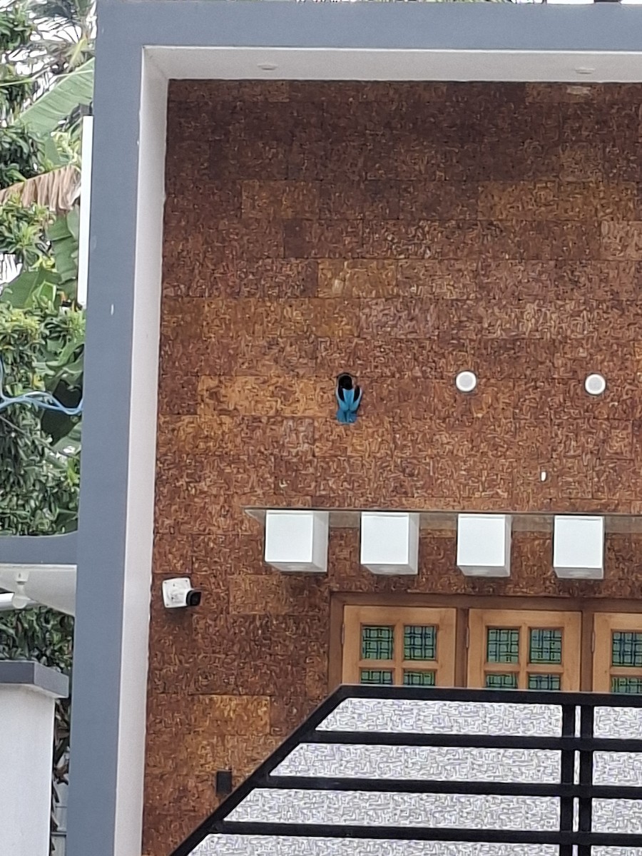 White-throated Kingfisher - ML645102379