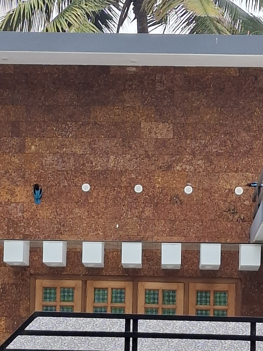 White-throated Kingfisher - ML645102380