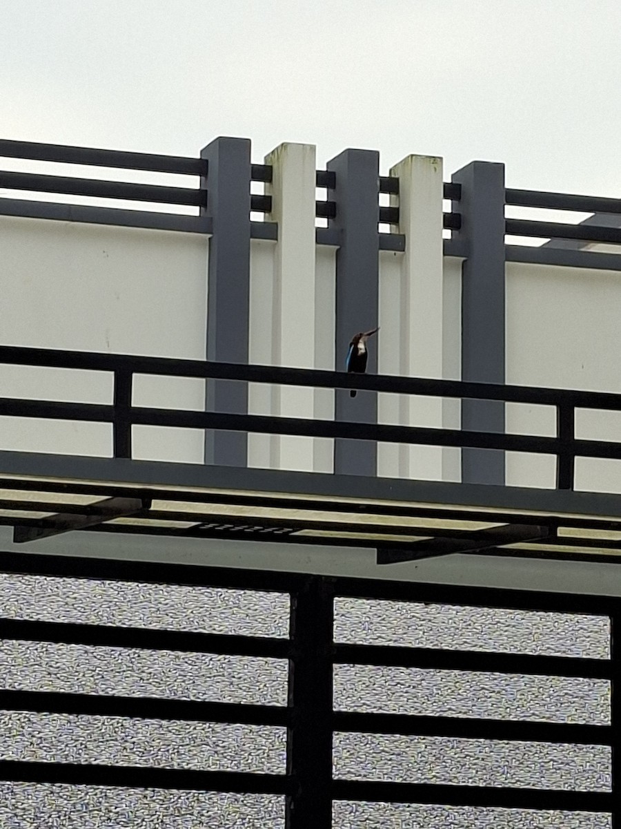 White-throated Kingfisher - ML645102381