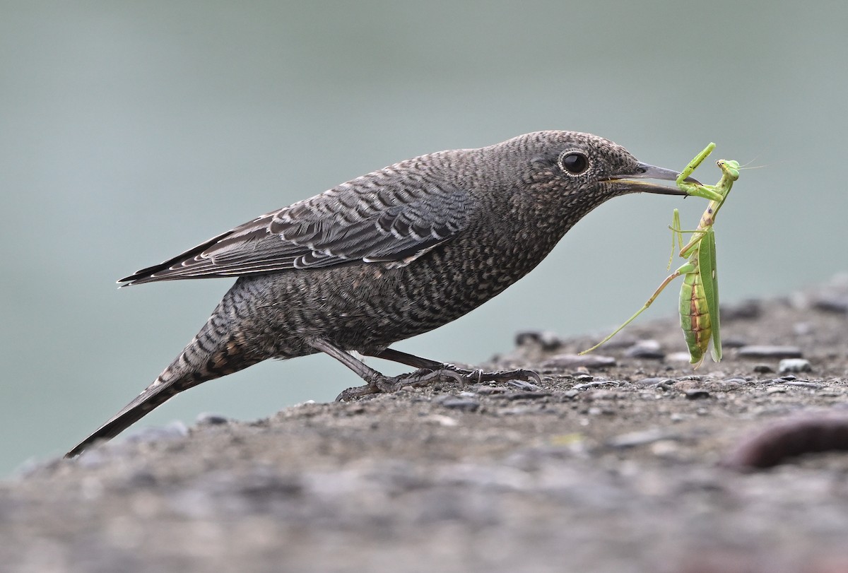 Blue Rock-Thrush - ML645102382
