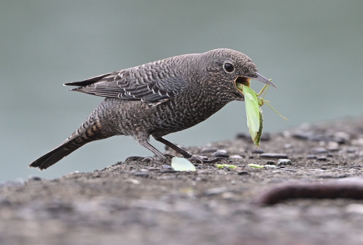 Blue Rock-Thrush - ML645102383