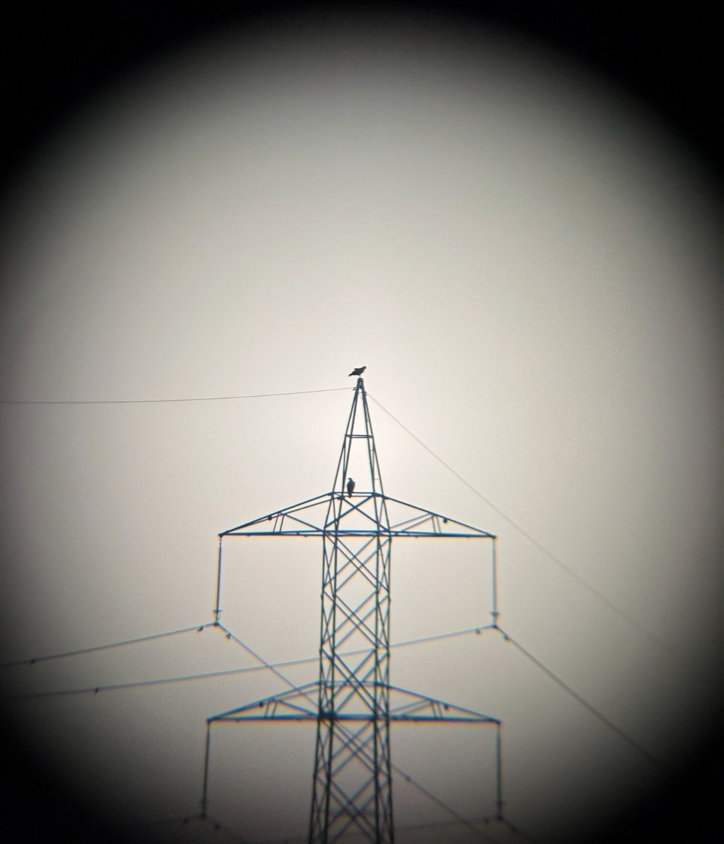 orlík krátkoprstý - ML645102384