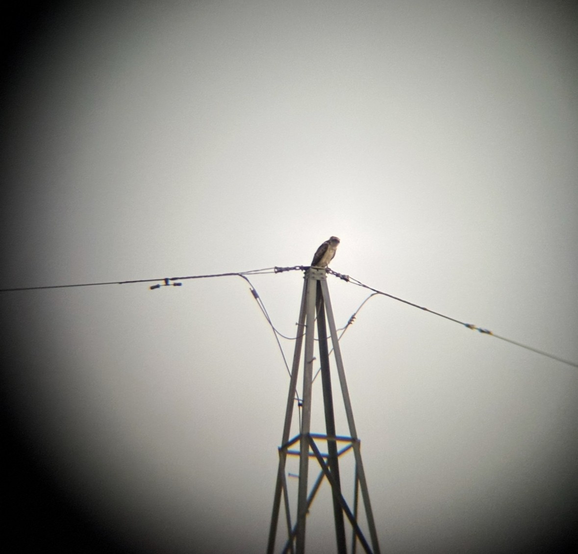 orlík krátkoprstý - ML645102385