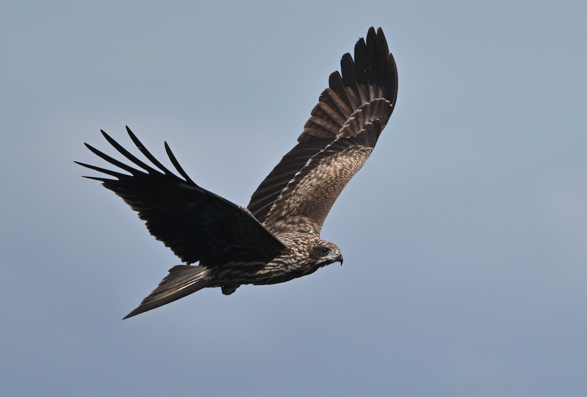 Black Kite - ML645102391
