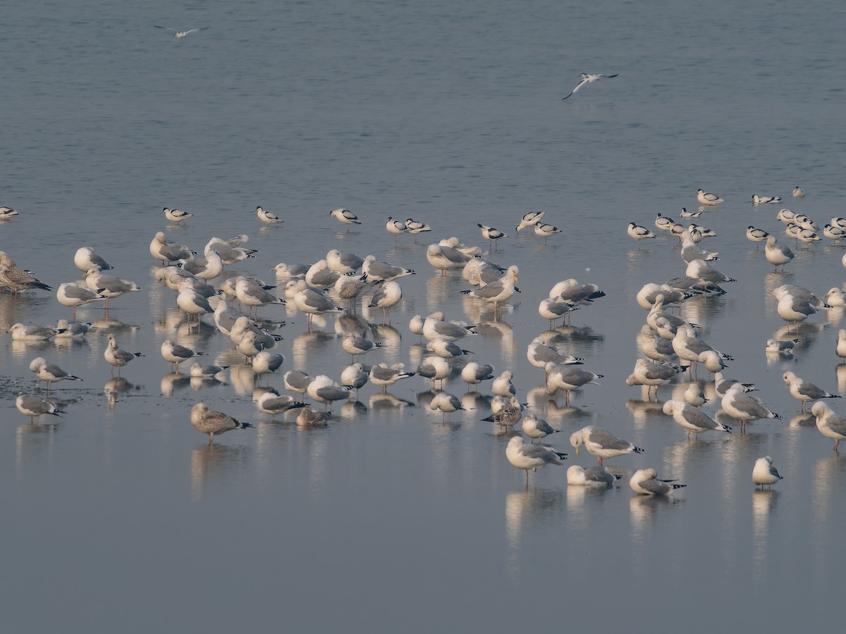 西伯利亞銀鷗/蒙古銀鷗 - ML645102393