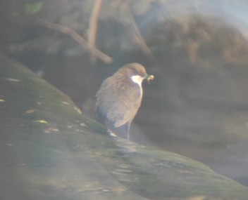 White-throated Dipper - ML645102396