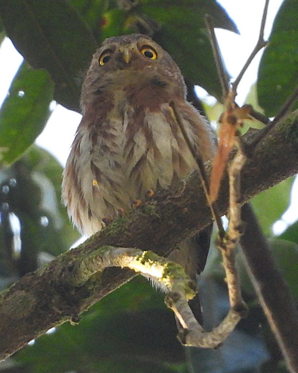 Kleinstzwergkauz - ML645102398