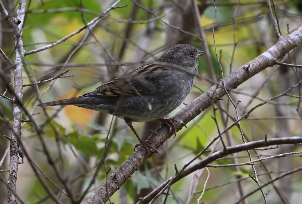Gray Bunting - ML645102401