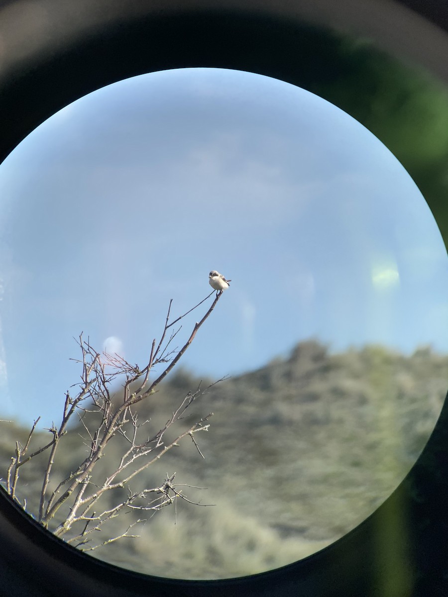 Чернолобый сорокопут - ML645102406