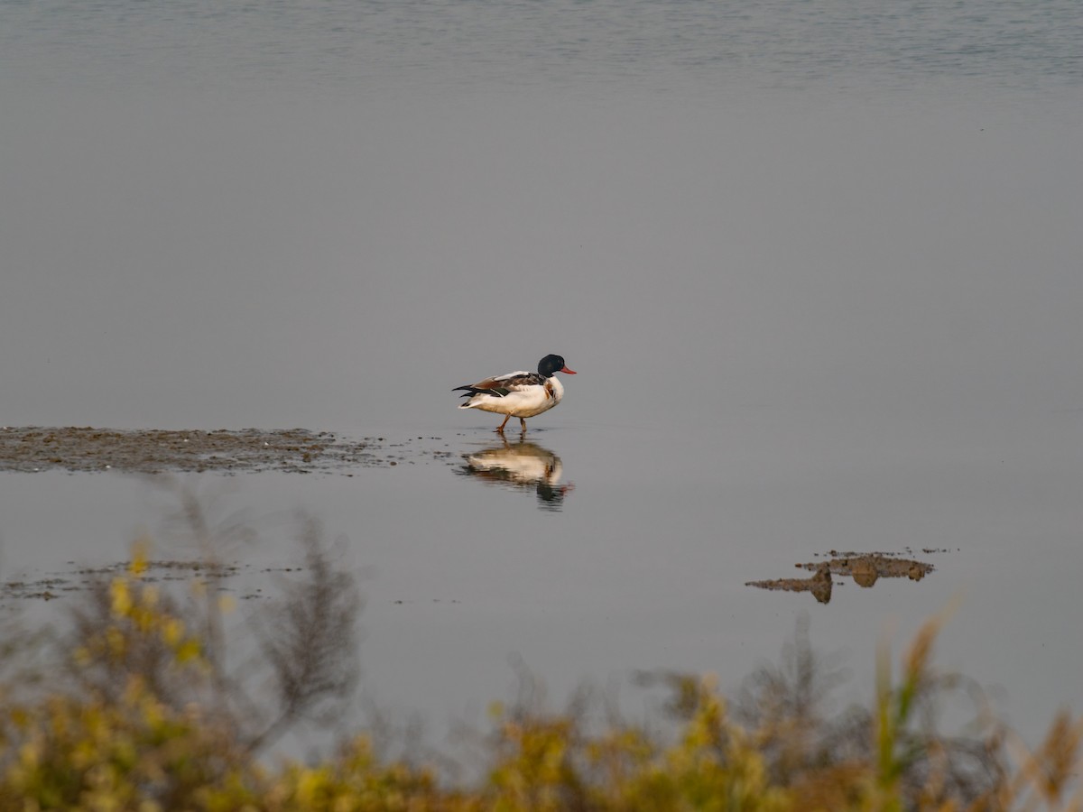 花鳧 - ML645102409