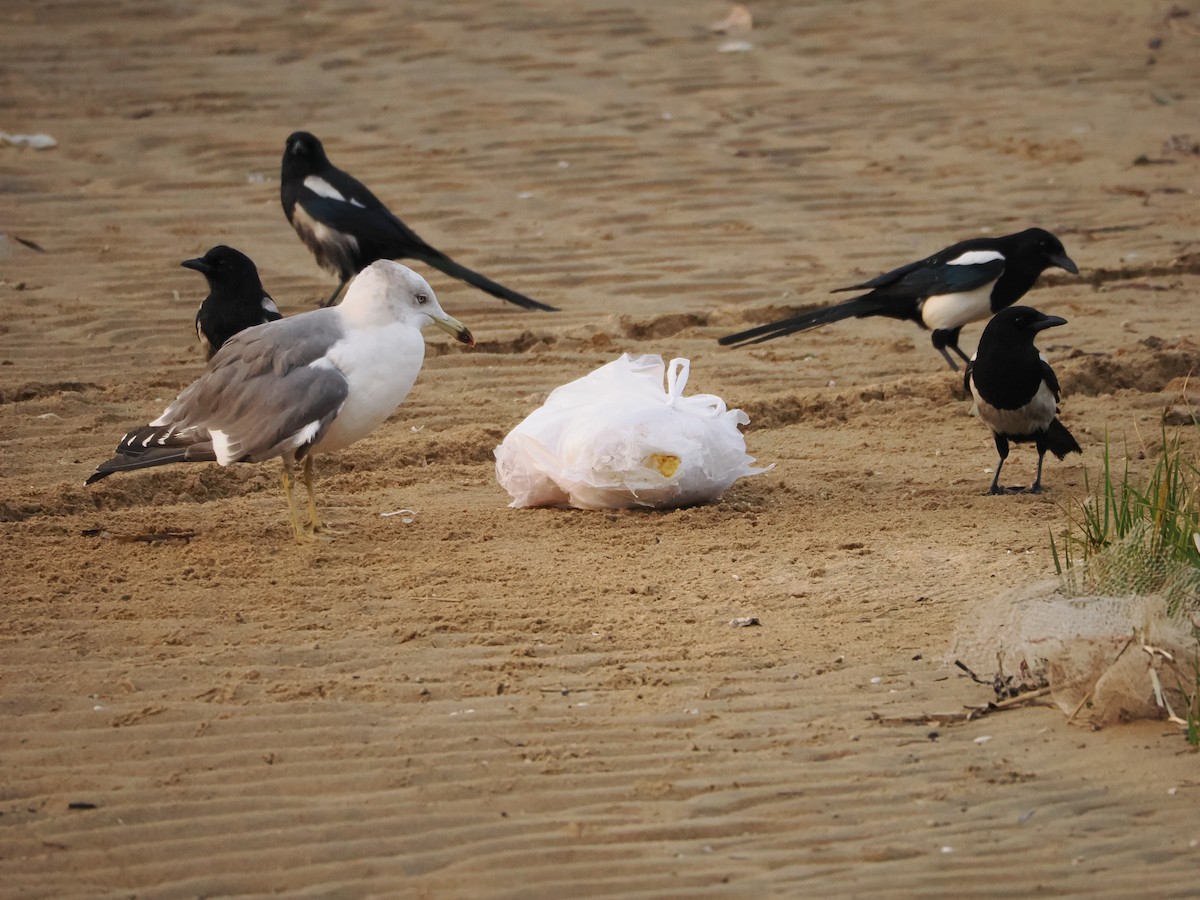 orientskjære - ML645102413