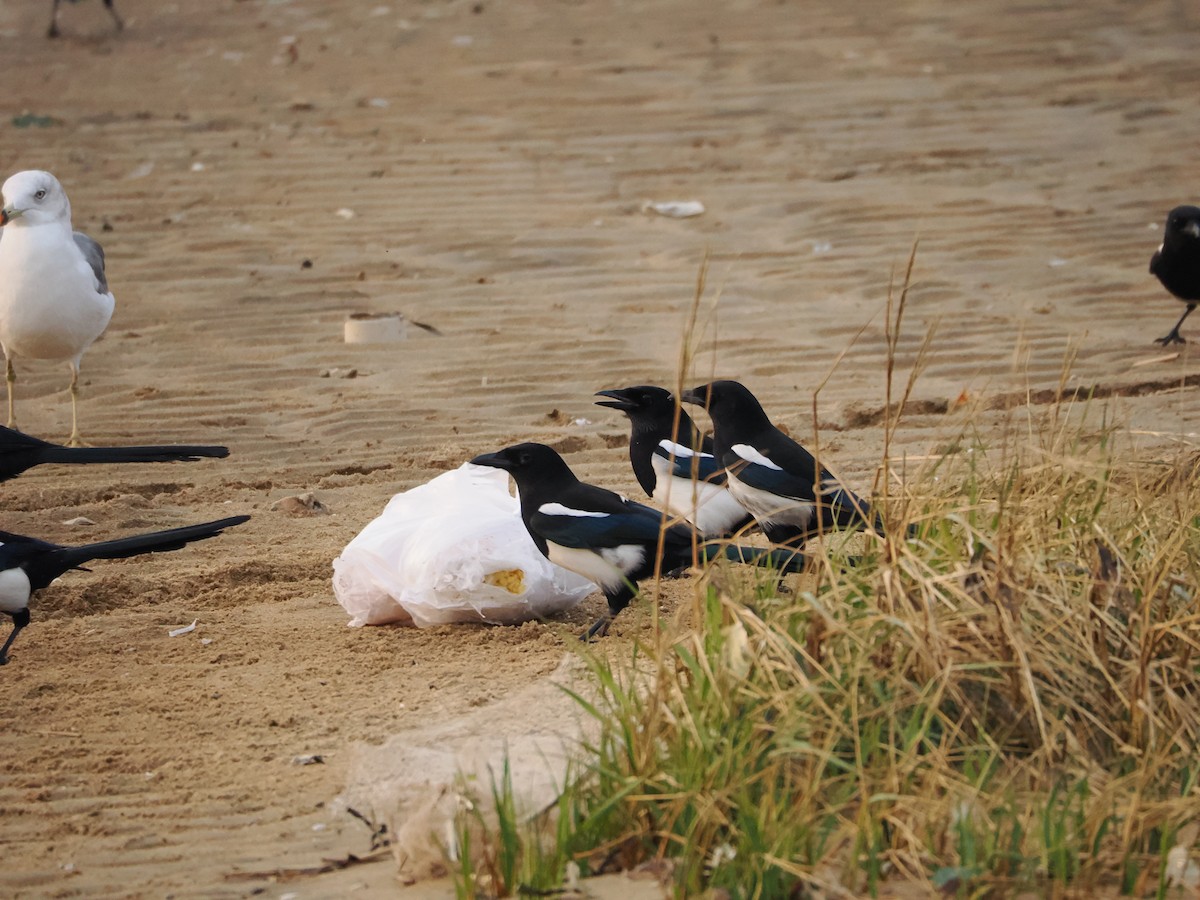 orientskjære - ML645102414