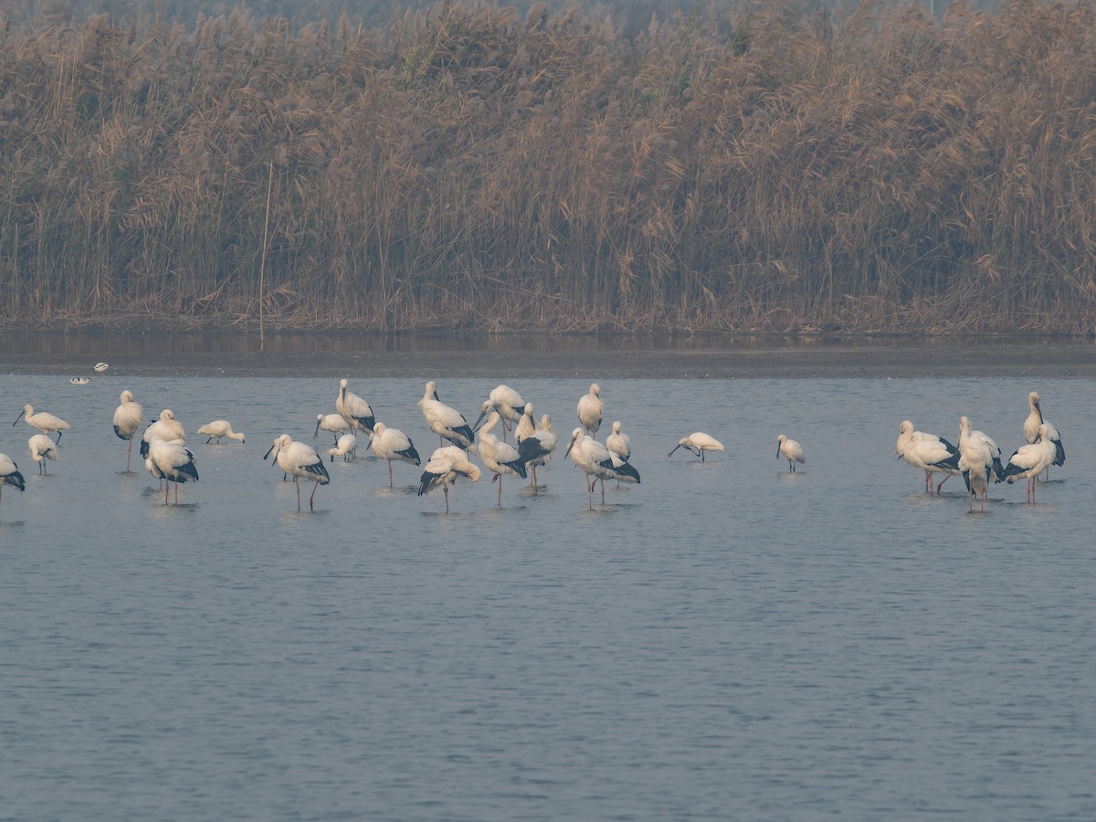 白琵鷺 - ML645102417