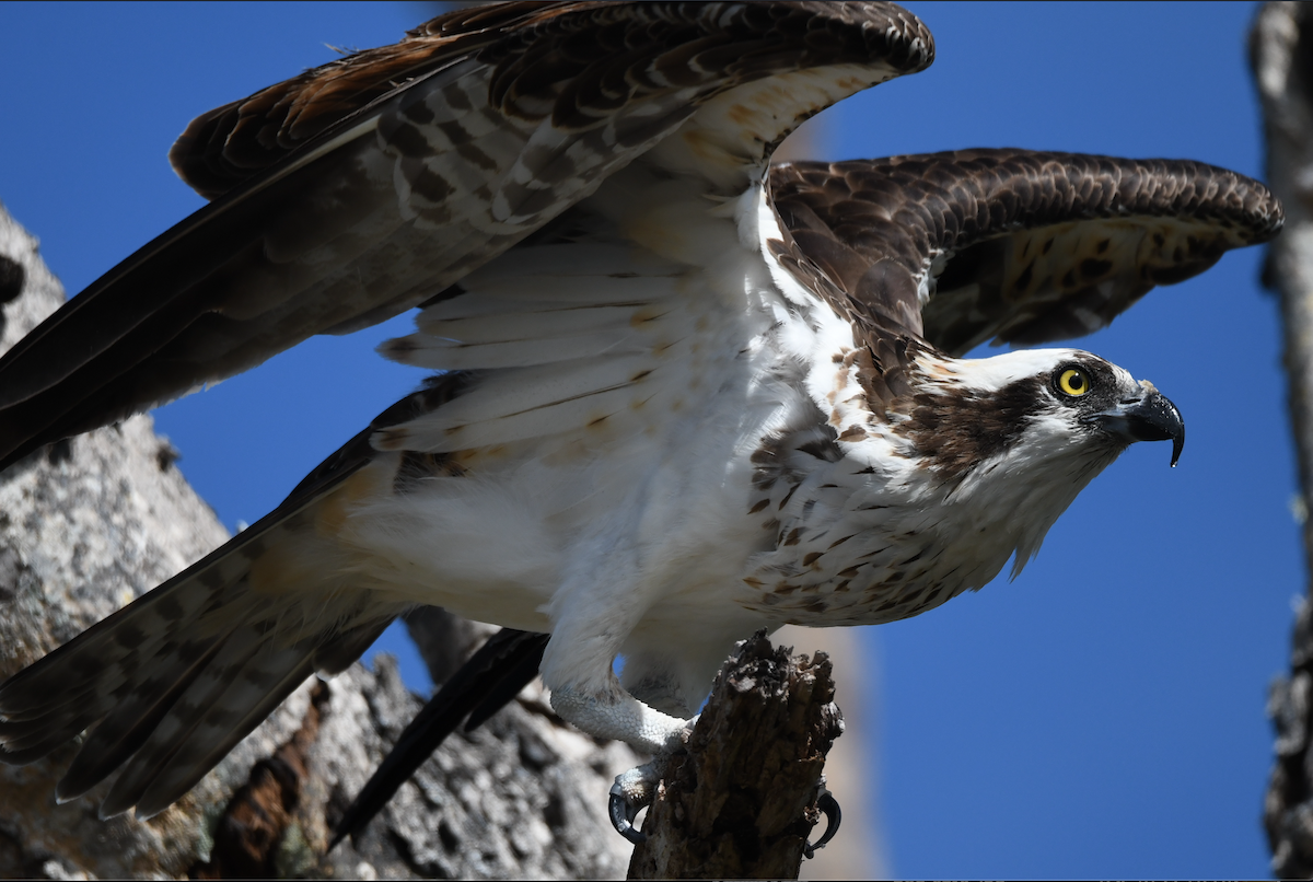 Osprey - ML645102422