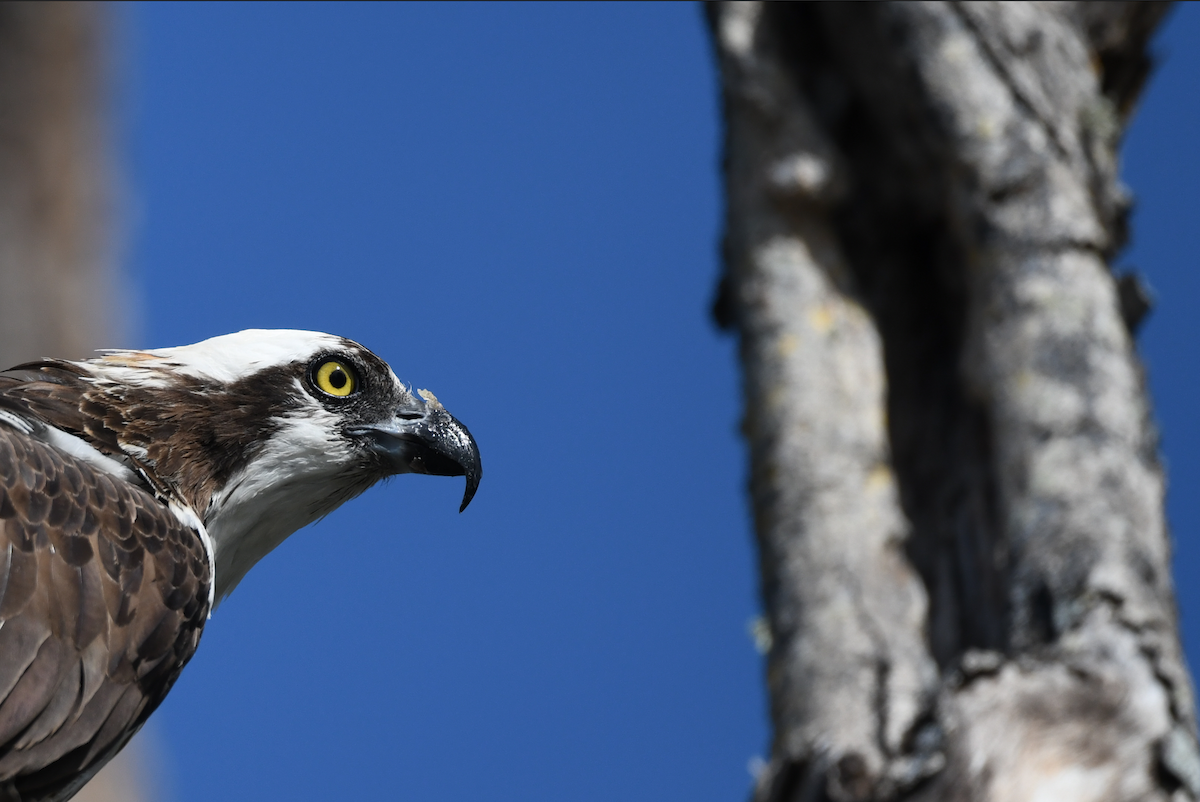 Osprey - ML645102423