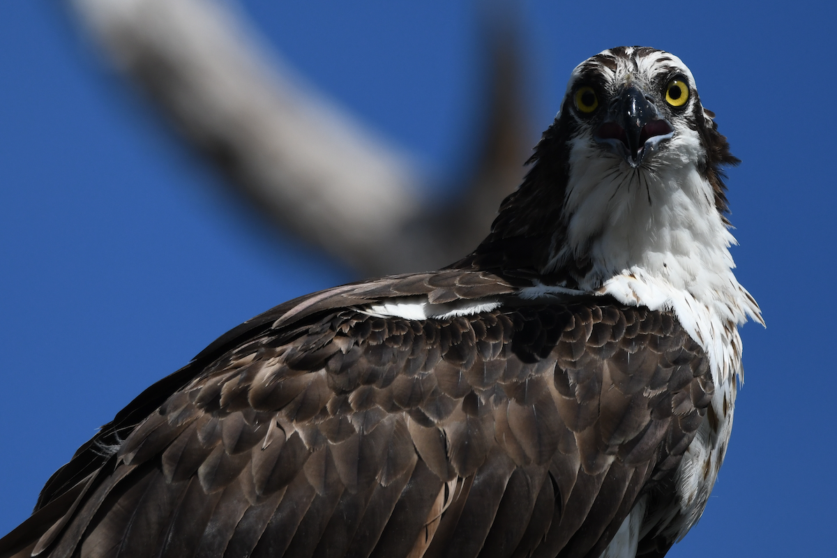 Osprey - ML645102424