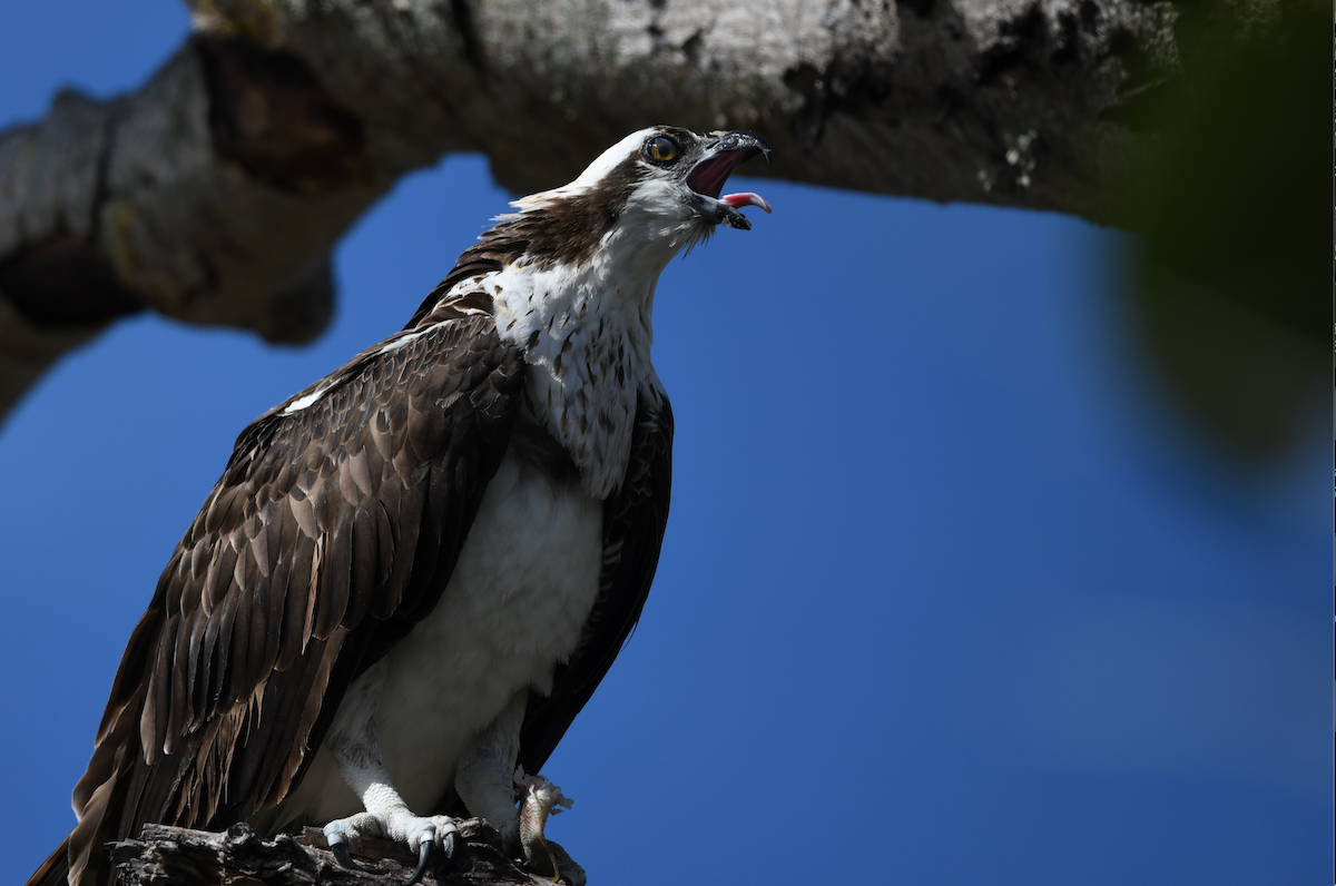 Osprey - ML645102425