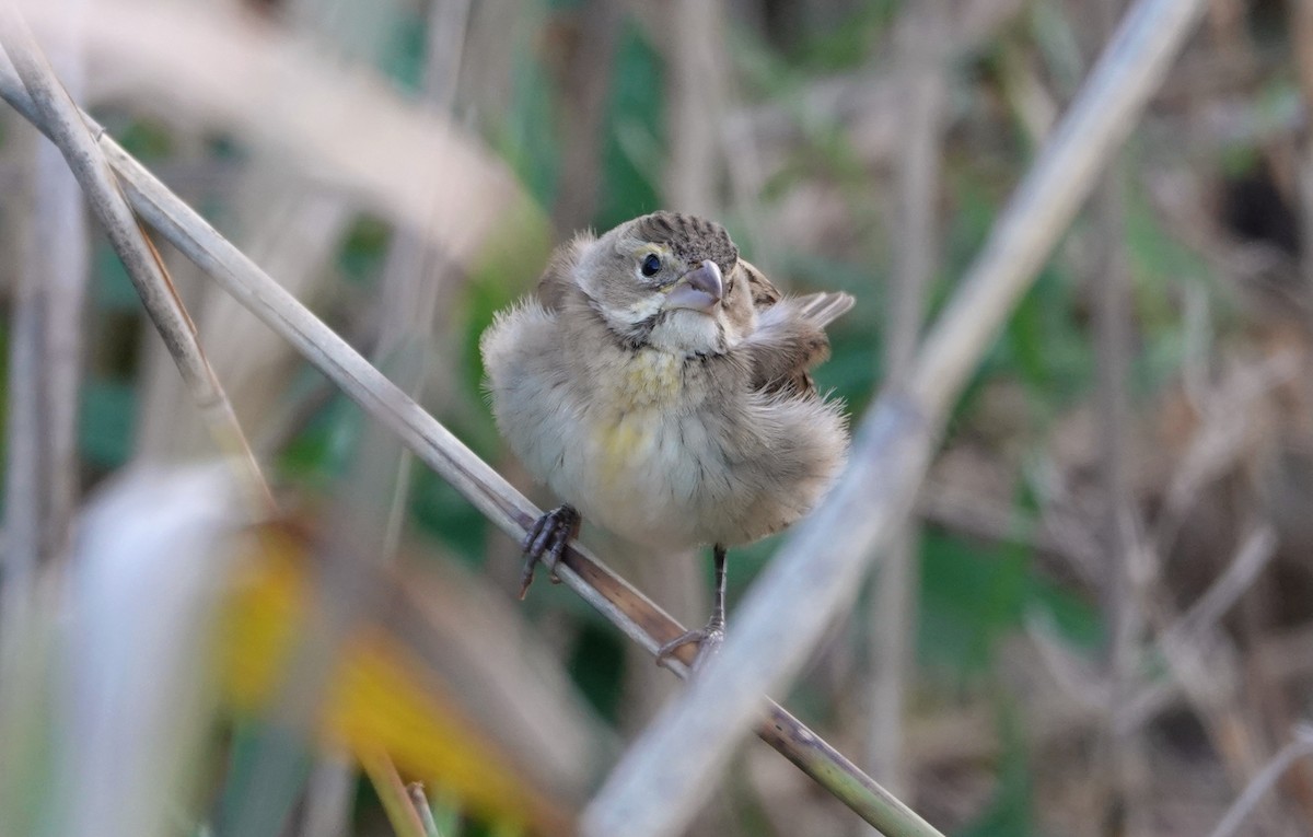 Dickcissel - ML645102443