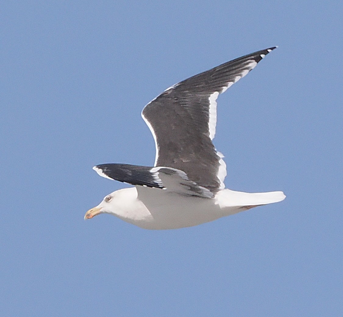 Büyük Kara Sırtlı Martı - ML645102451