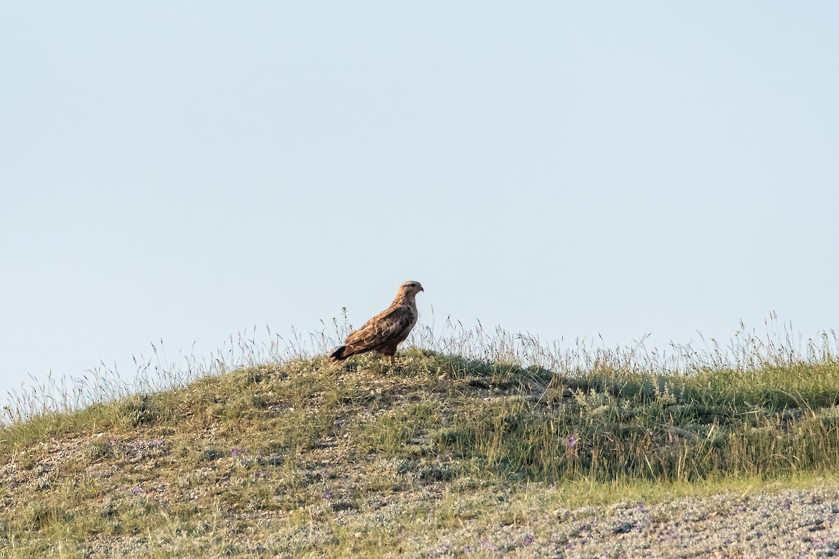 Buse féroce - ML645102455