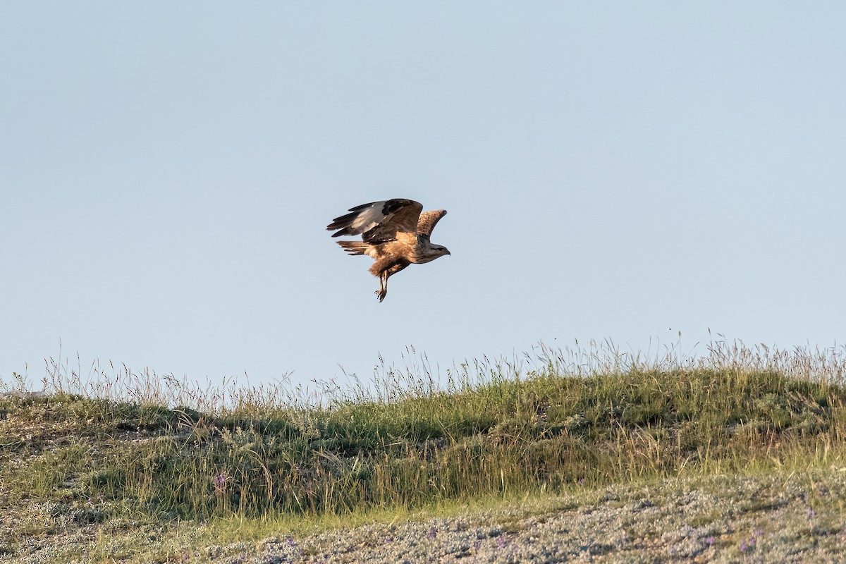 Buse féroce - ML645102456